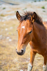 Obraz premium A curious little brown foal
