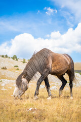 A brown horse grazes grass in a meadow on a mountain