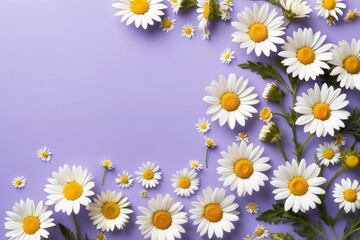Obraz premium White Daisies Arranged on a Lavender Background