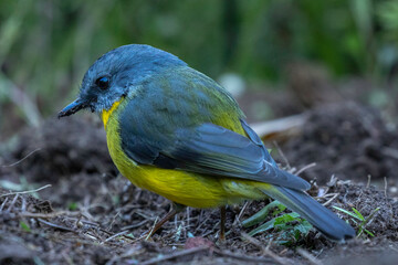 Eastern Yellow Robin (Eopsaltria australis), Narooma, NSW, June 2024