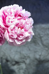 Fototapeta premium beautiful pink peony Hi-Mabel flower. Closeup. Blurred background