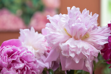 beautiful pink purple peony Edens Perfume flower. Closeup. Blurred background © zgurski1980