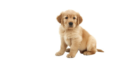A golden retriever puppy sitting_Transparent background PNG