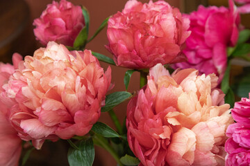 beautiful pink orange peony Lorelei flower. Closeup. Blurred background
