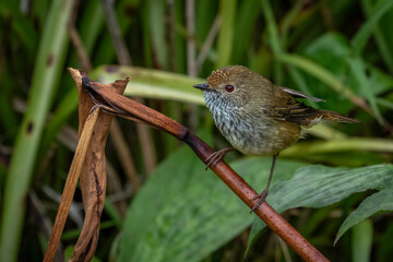 Striated Thornbill (Acanthiza lineata), Narooma, NSW, June 2024