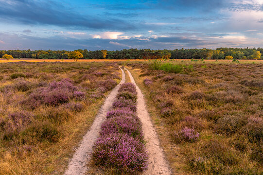 Hiking trail and blooming heather fields in dutch nature preserve Bussumerheide by sunset