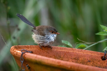 Superb fairy-wren (Malurus cyaneus) female, Narooma, NSW, June 2024