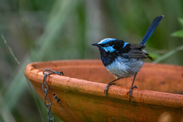 Superb fairy-wren (Malurus cyaneus) male, Narooma, NSW, June 2024