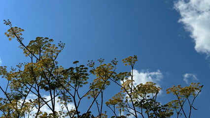 Dill fennel aromatic herb of the parsley family against blue sky 