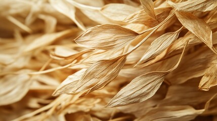 Elegant Macro View of Beautiful Dried Lagurus Plant Texture