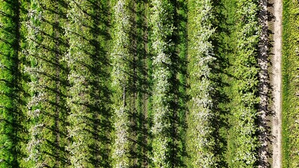 Apfelplantage im Alten Land