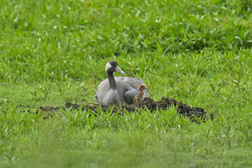 Kraniche mit Nachwuchs