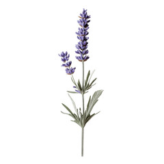 Obraz premium Delicate lavender flower with vibrant purple blooms and lush green leaves, ideal for nature and botanical themes.