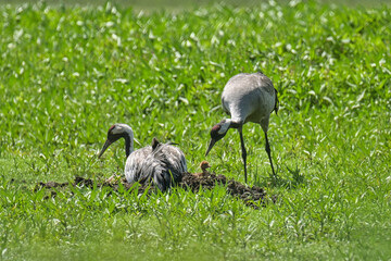 Kraniche mit Nachwuchs