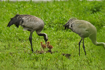 Kraniche mit Nachwuchs