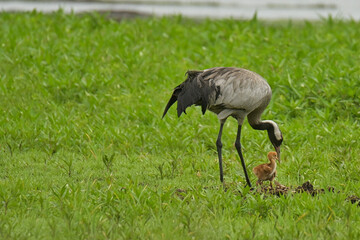 Kraniche mit Nachwuchs