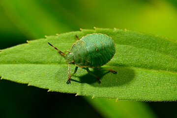 Grüne Stinkwanze // Green shield bug (Palomena prasina)