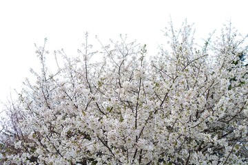満開の白い桜の花
