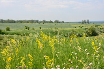 a field of wild flowers and green grass with trees in the background 