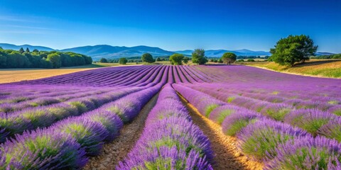 Scenic Provence lavender field landscape under a clear blue sky, lavender, Provence, France, landscape, fields, flowers