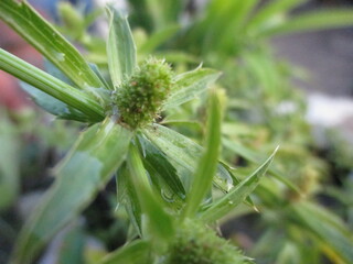 close up green wild flower