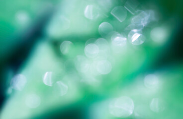 Abstract floral blurred background. Green Bokeh Background.