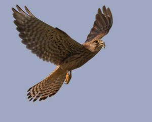 Kestrel inflight with grasshopper