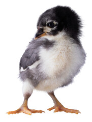 Chick with its chin slightly down