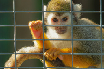 Fototapeta premium Close up photograph of a young squirrel monkey holding onto the bars of his cage as he stares deeply into the camera. Captive animal. Horizontal.