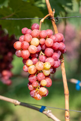 A bunch of pink grapes in the sun