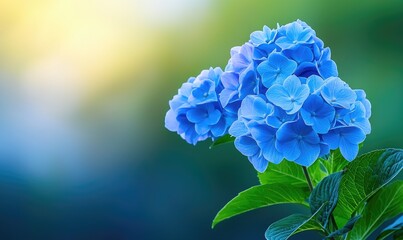A vibrant blue hydrangea flower blooms beautifully against a soft blurred background, showcasing nature's delicate elegance.