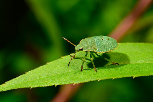 Gr&uuml;ne Stinkwanze // Green shield bug (Palomena prasina)