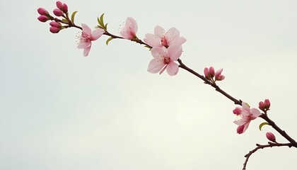 Beautiful blossom tree. Nature scene with sun in Sunny day. Spring flowers. Abstract blurred background in Springtime.2