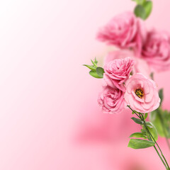 Beautiful pink Eustoma flowers on color gradient background, space for text