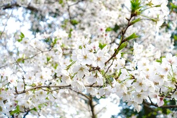 満開の白い桜の花