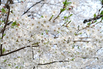 満開の白い桜の花