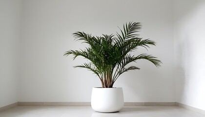 Obraz premium Empty room white walls with beautiful plants sideways on the floor.3d rendering4