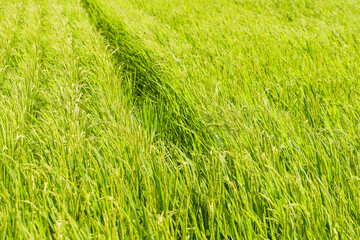 rice plant in rice field