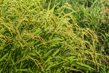 rice plant in rice field