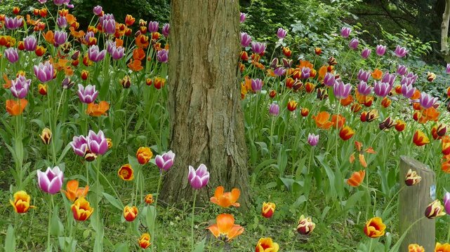 Bunt bl&uuml;hendeTulpen (Tulipa) mit Baumstamm in einer Parkanlage, Deutschland