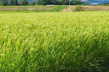 ear of rice in paddy rice field.