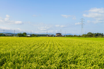 Rice field and blue sky Image of summer