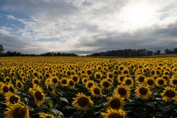 北海道　北竜町　向日葵　向日葵　夏