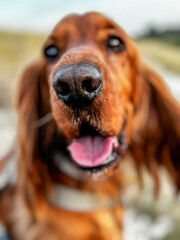 My dog Marci, the cocker spaniel
