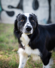 Fototapeta premium Portrait of a gray pointer dog playing with a stick