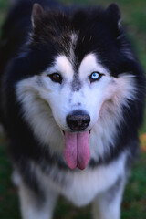 Close-up shot of a husky dog's blue eyes © pedro
