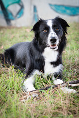 Portrait of a gray pointer dog playing with a stick