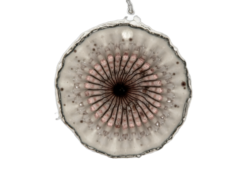 spherical spiral virus on the alpha isolated transparent background