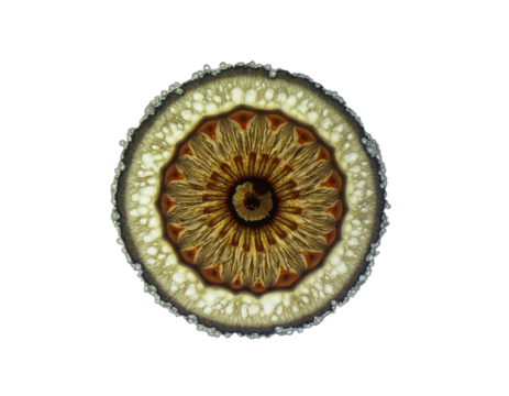 spherical spiral virus on the alpha isolated transparent background