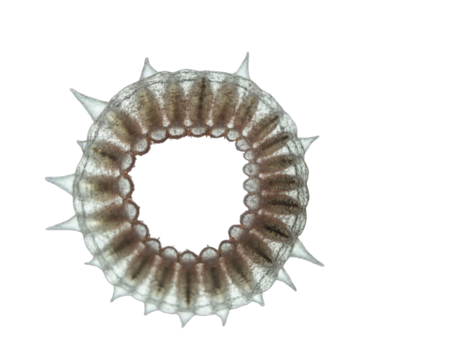 spherical spiral virus on the alpha isolated transparent background